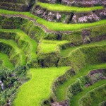 Les rizières en terrasse de Banaue