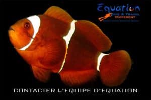contacter l'équipe d'Equation poisson anemone