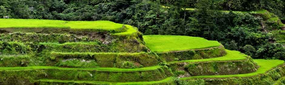 Banaue Rice Field Luzon Island philippines