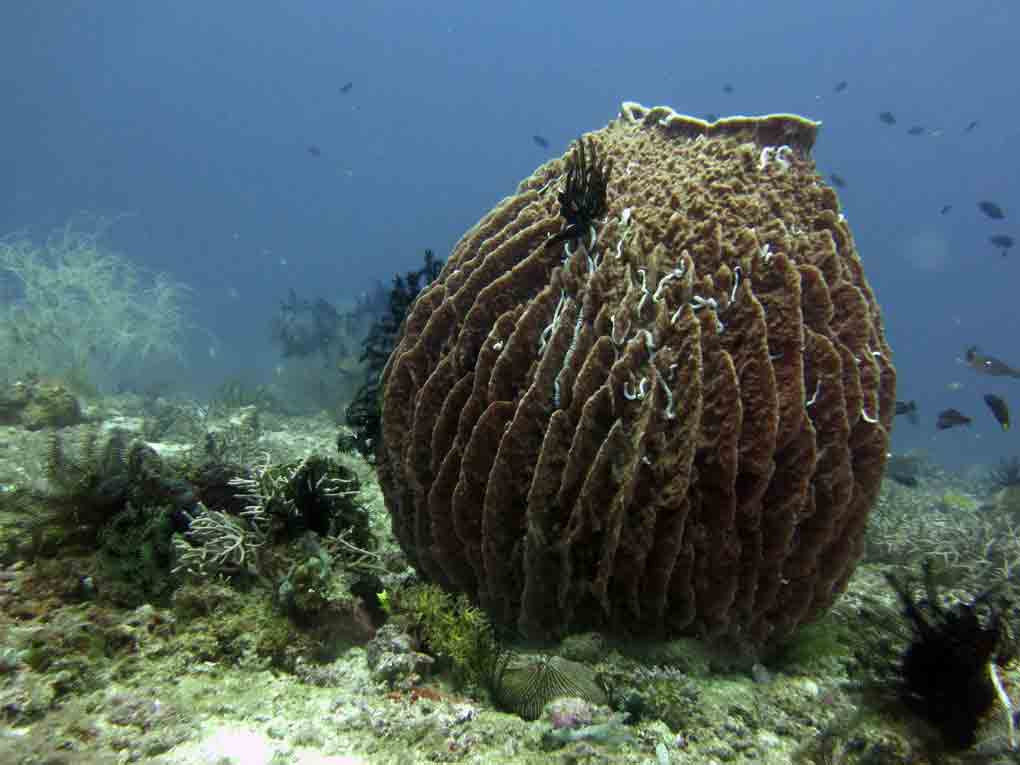 plongée privilège corail éponge