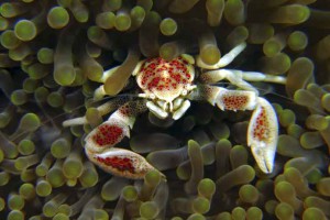 Crabe porcelaine