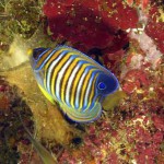 poisson ange
