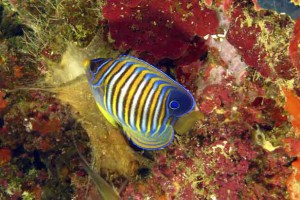 poisson ange
