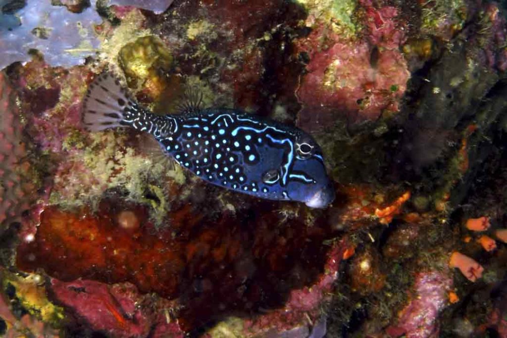 Poisson coffre