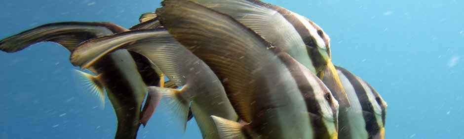 Band de poisson Platax