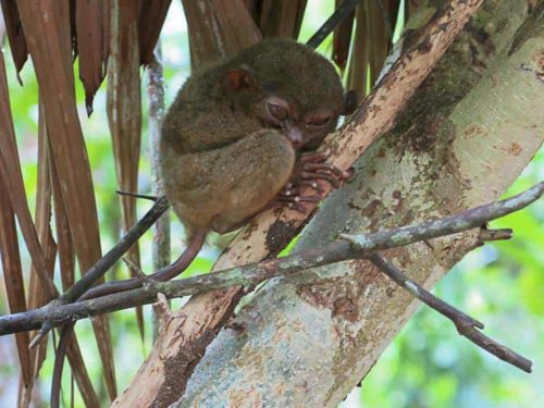 le Tarsier de lîle de Bohol