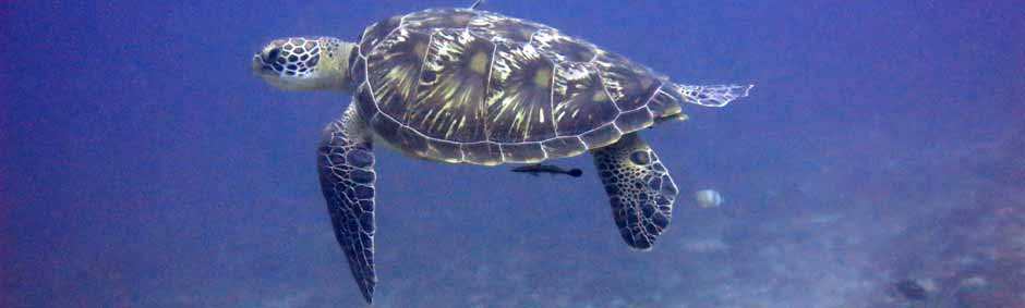 Tortue Balicasag Island