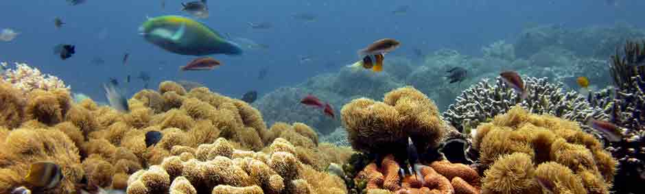 Corail et poissons tropicaux
