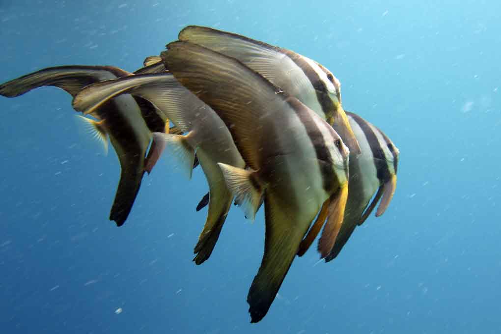 Plonger aux Philippines band de poissons